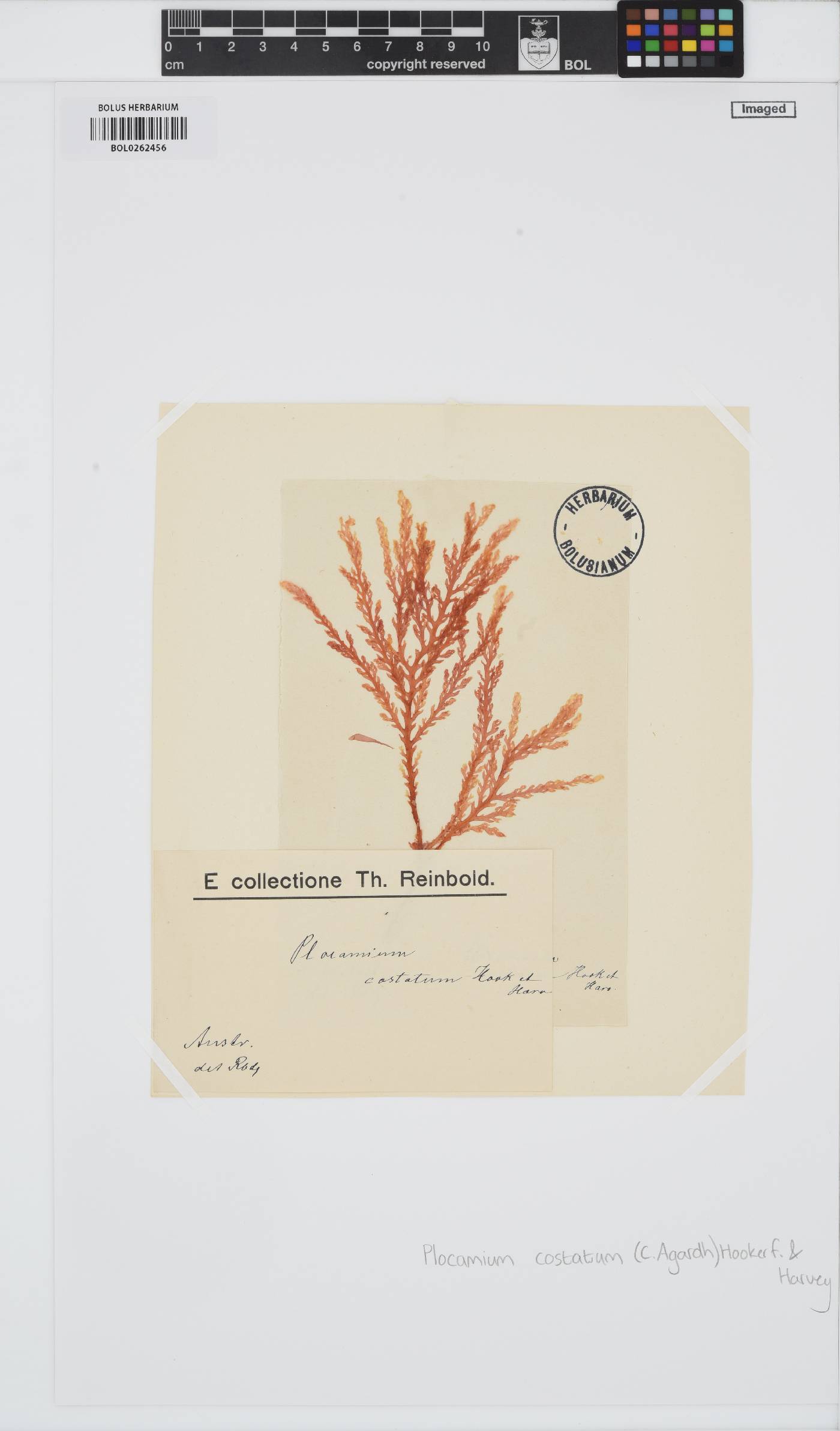 Plocamium cirrhosum image