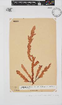 Plocamium corallorhiza image