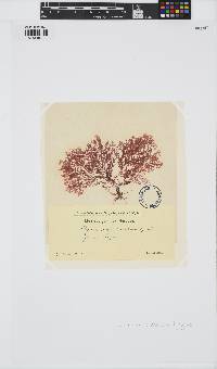 Plocamium cartilagineum image