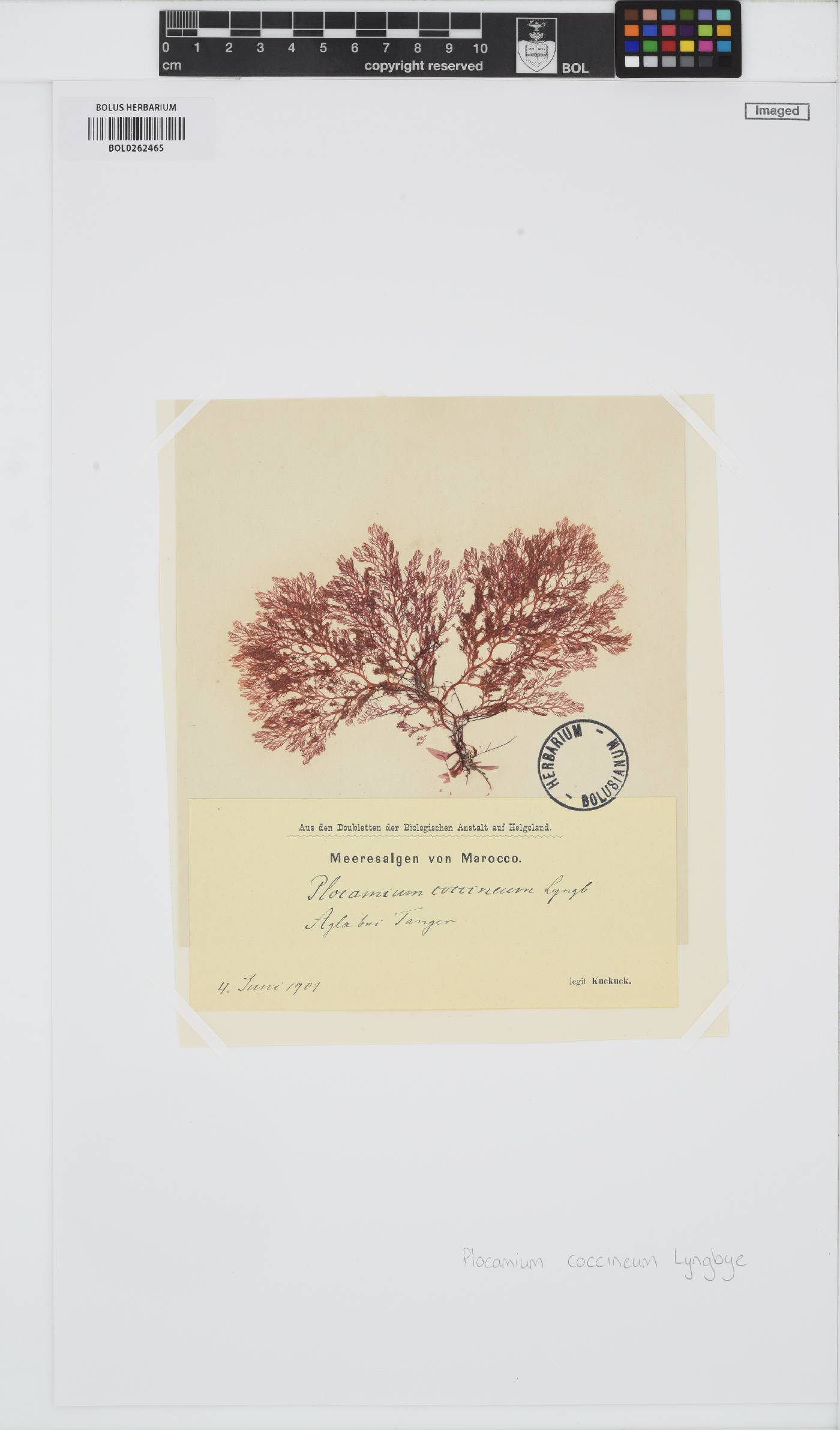 Plocamium cartilagineum image
