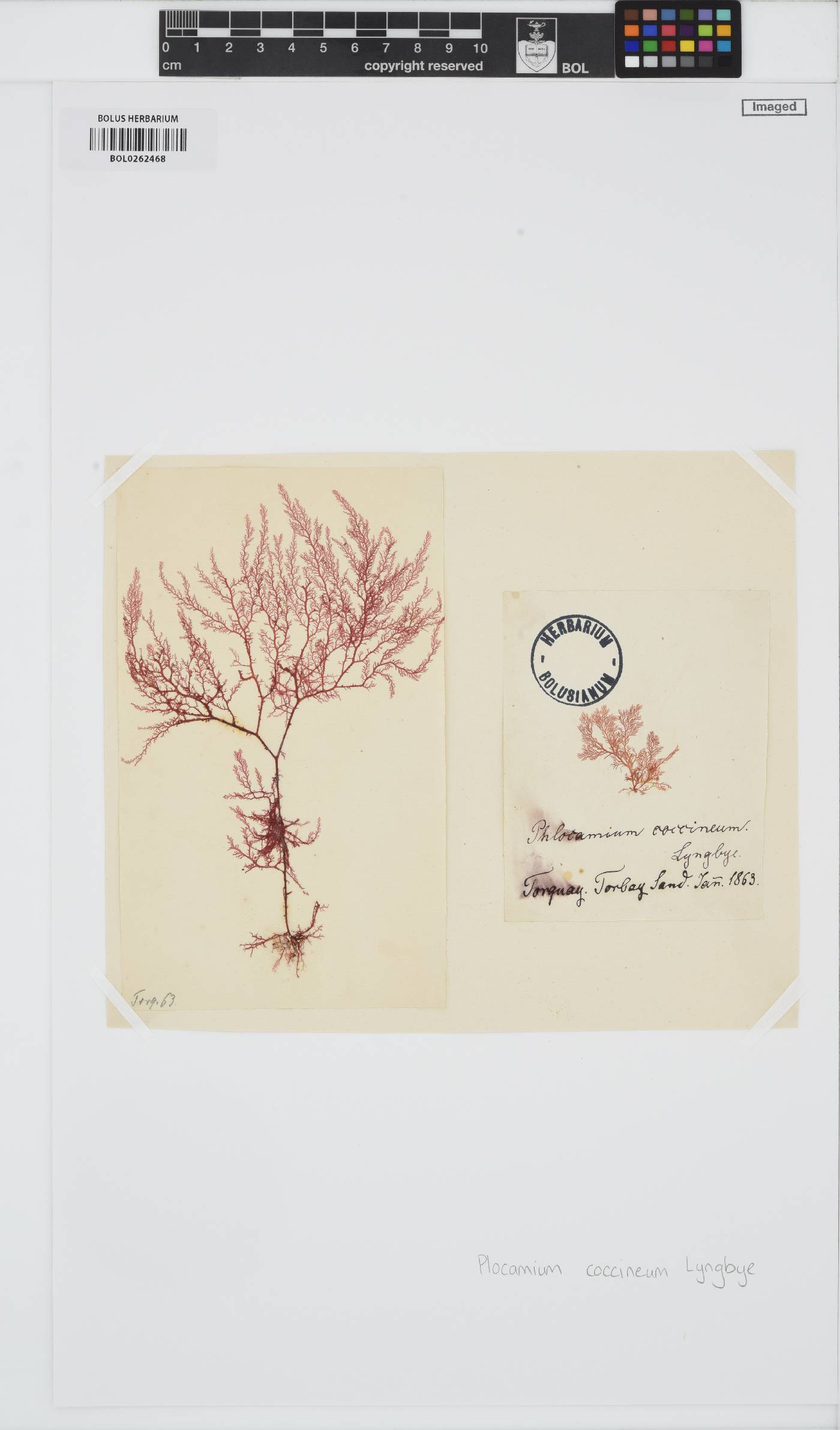 Plocamium cartilagineum image