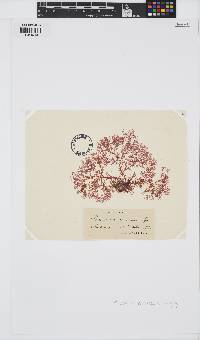 Plocamium cartilagineum image