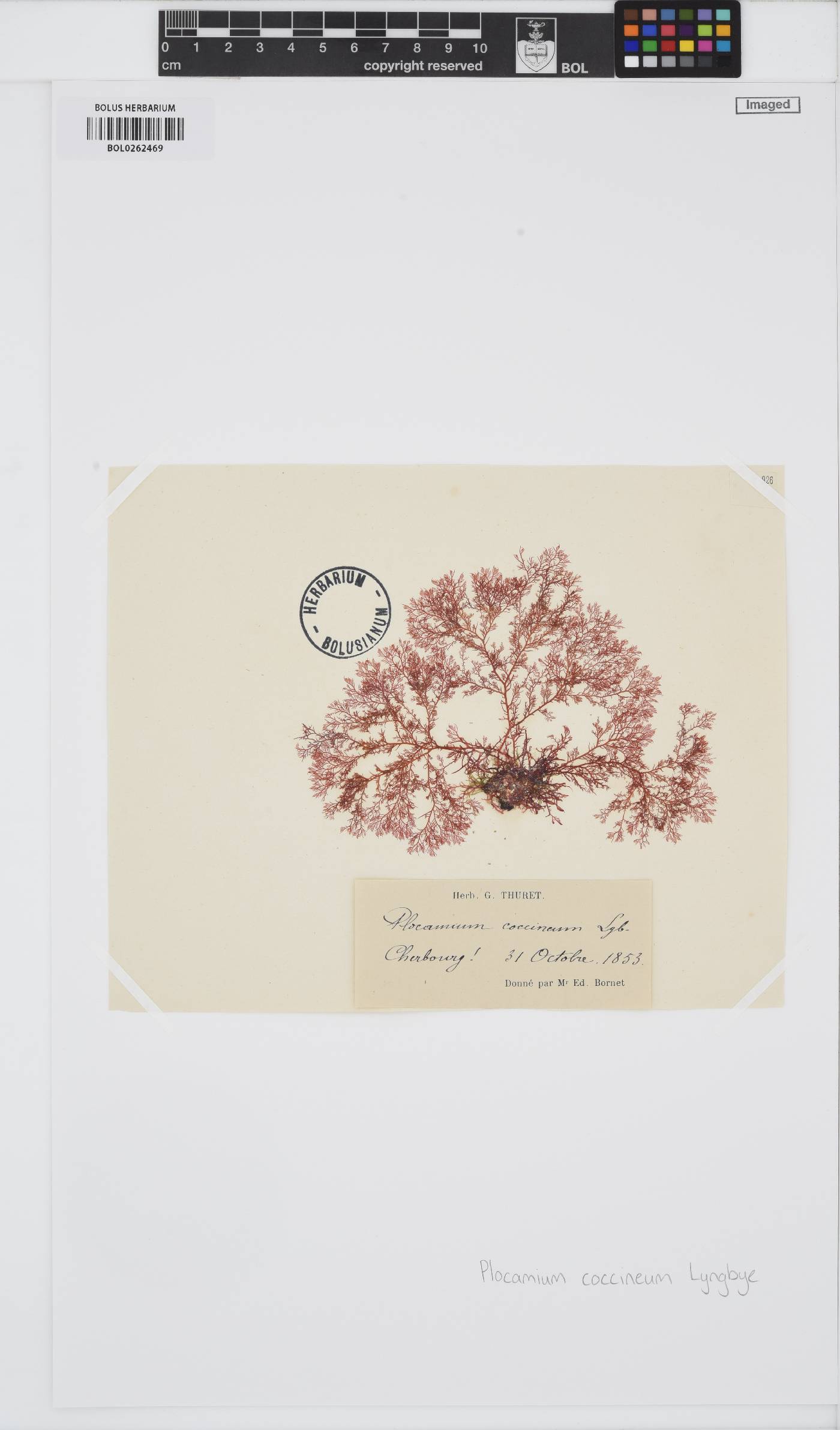 Plocamium cartilagineum image