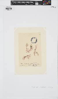 Plocamium cartilagineum image