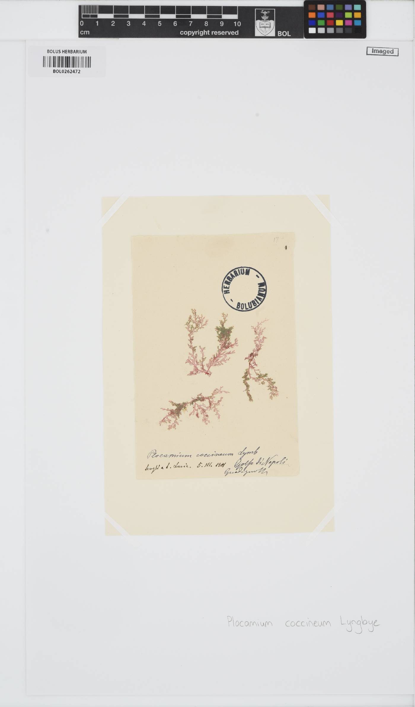 Plocamium cartilagineum image