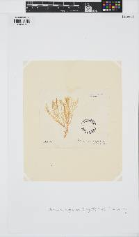 Plocamium angustum image