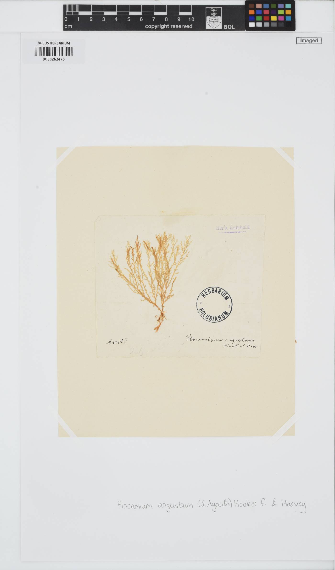 Plocamium angustum image