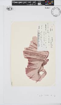 Image of Porphyra lucasii