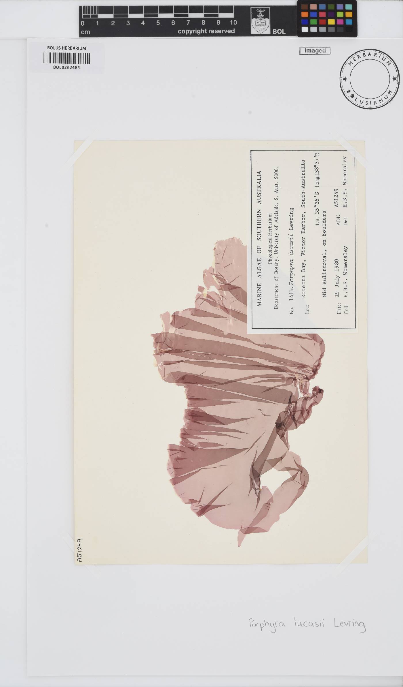 Porphyra lucasii image