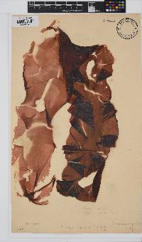 Porphyra capensis image