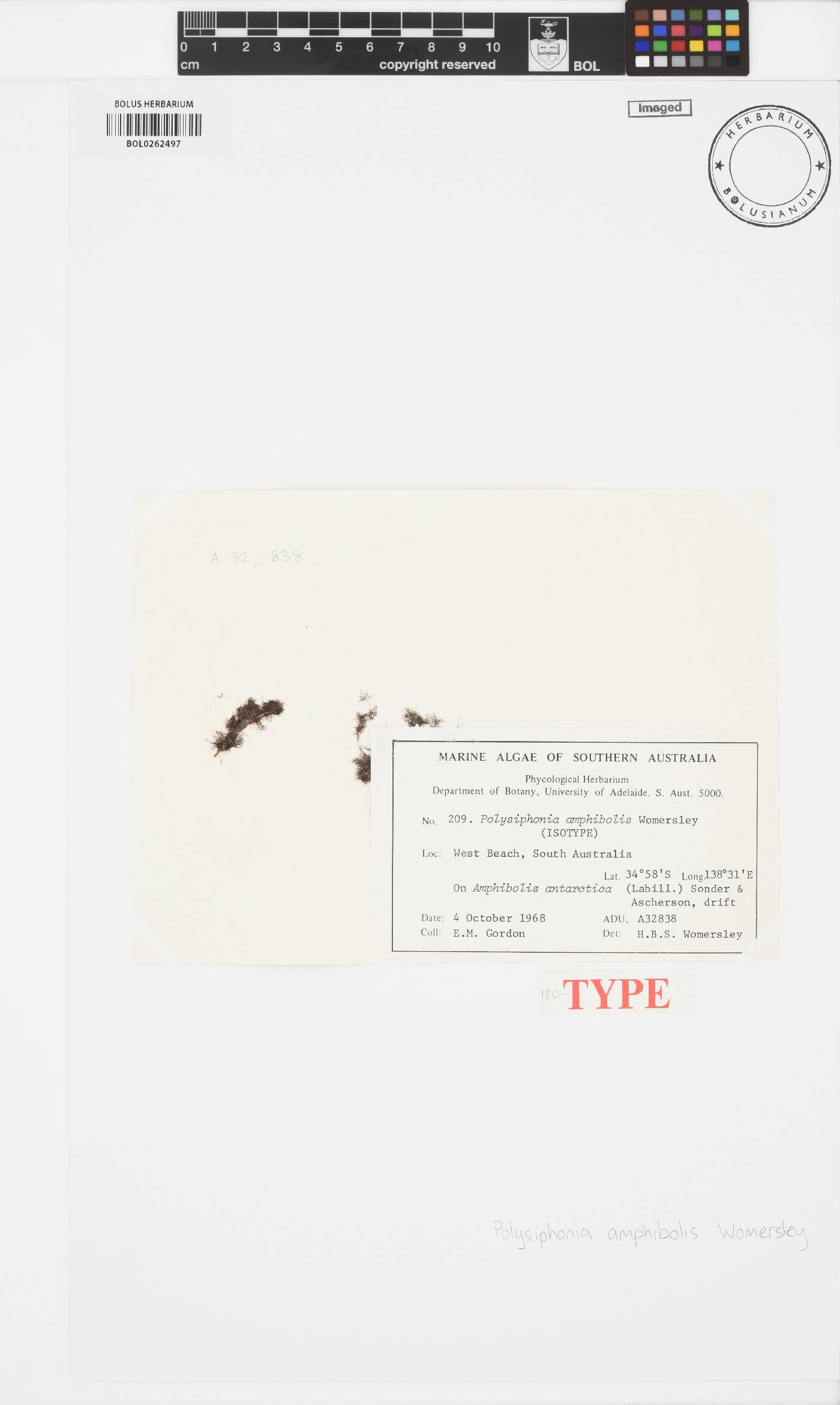 Polysiphonia amphibolis image