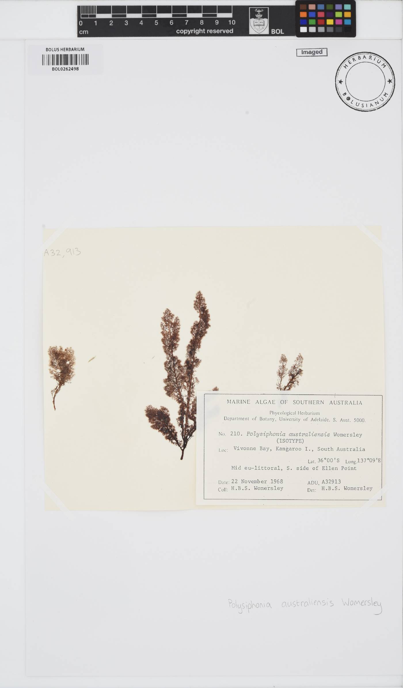 Polysiphonia australiensis image