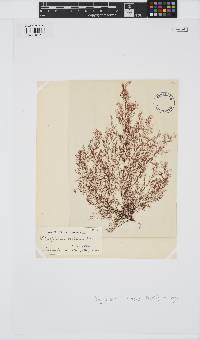 Vertebrata fucoides image