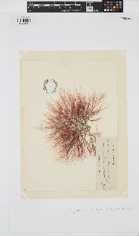 Carradoriella denudata image