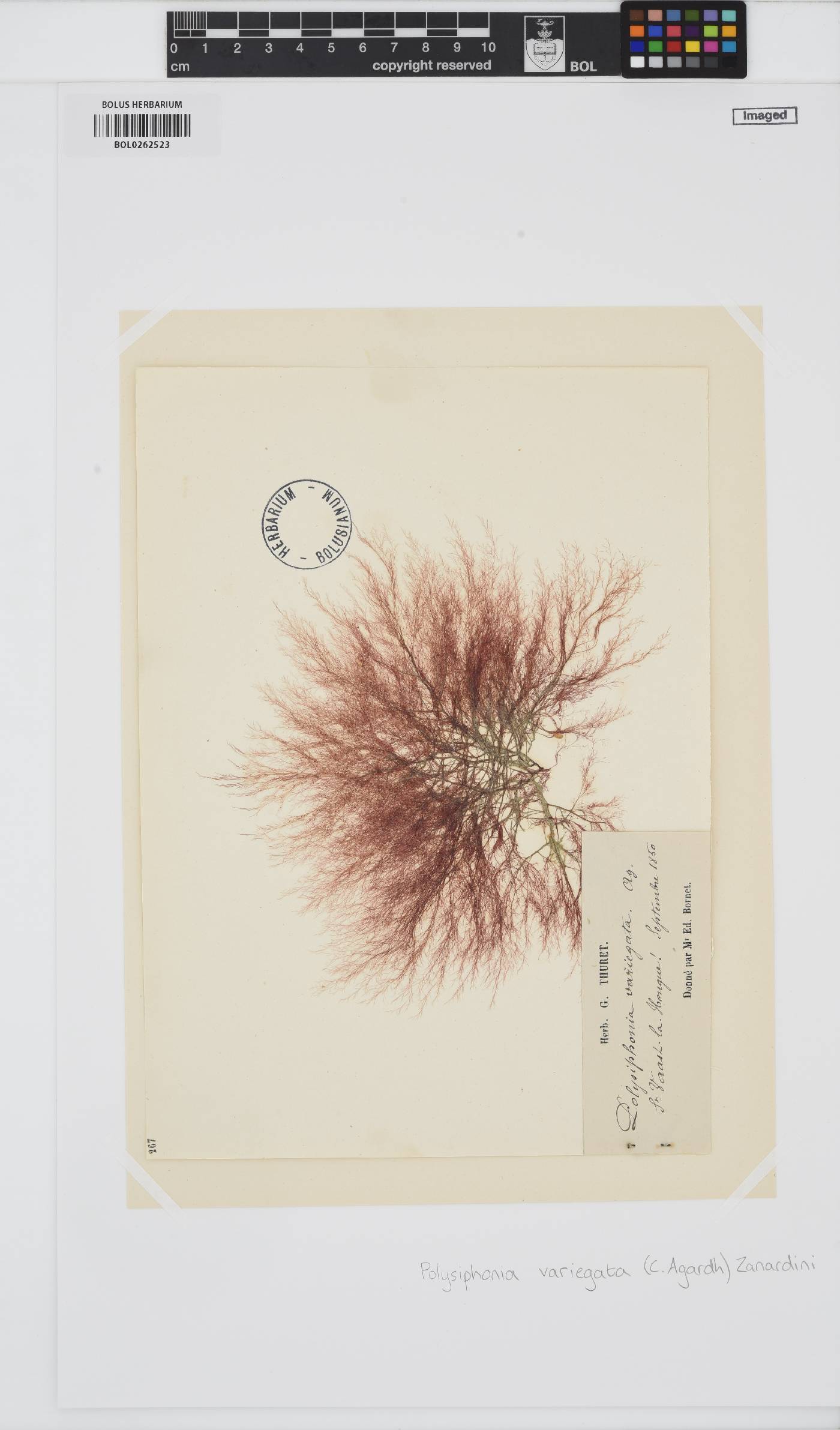 Carradoriella denudata image