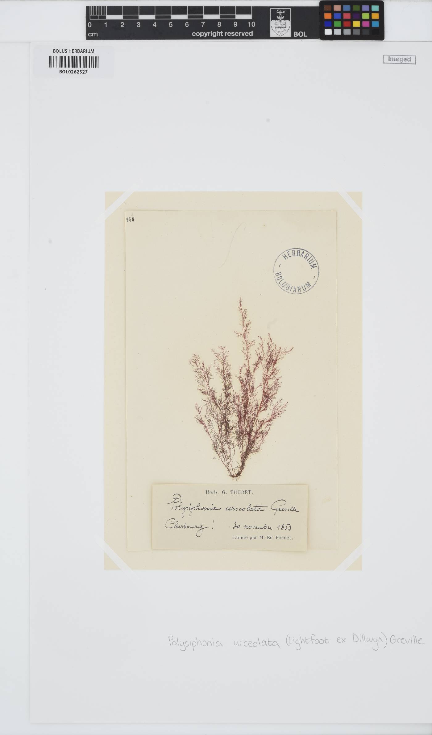 Polysiphonia stricta image