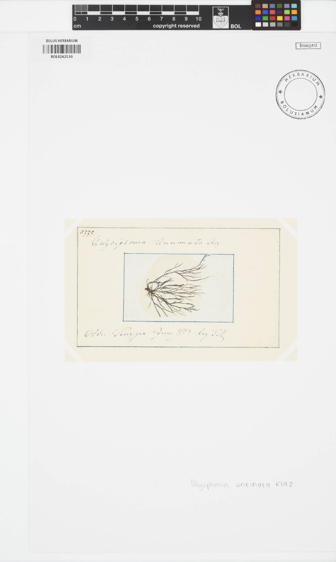 Polysiphonia uncinata image