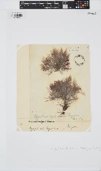 Melanothamnus tongatensis image