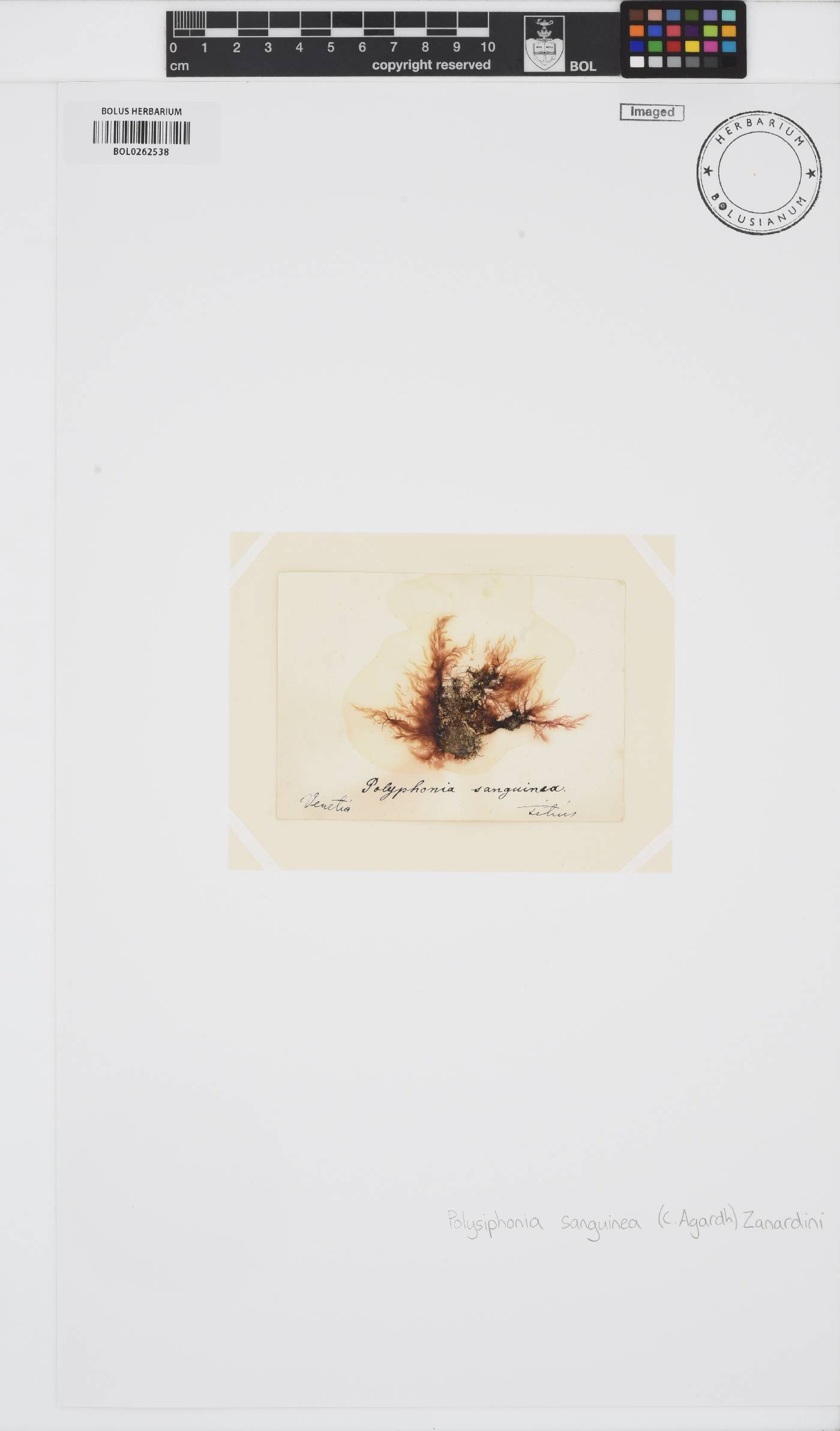 Polysiphonia sanguinea image