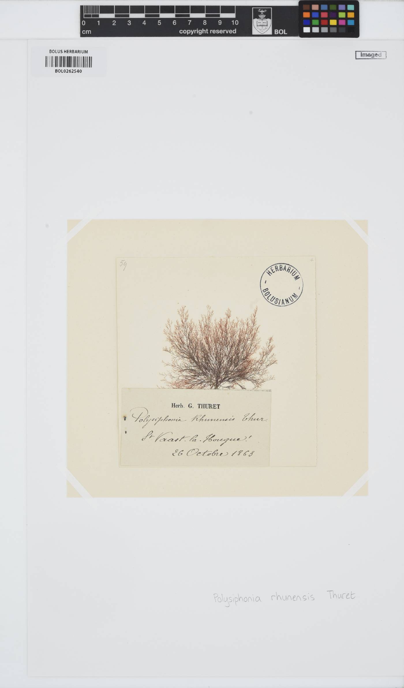 Polysiphonia rhunensis image