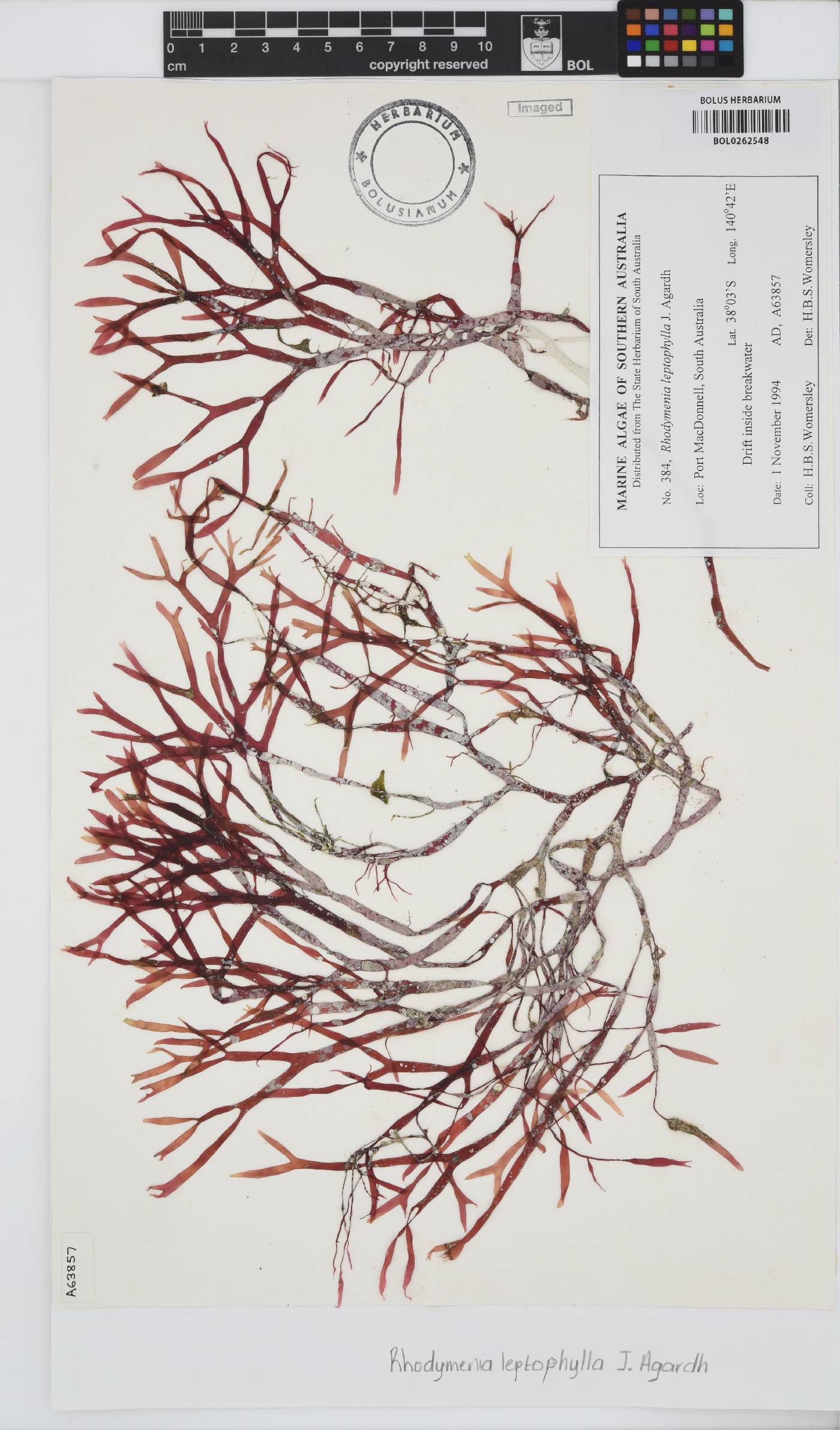 Rhodymenia leptophylla image