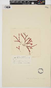 Rhodymenia leptophylla image