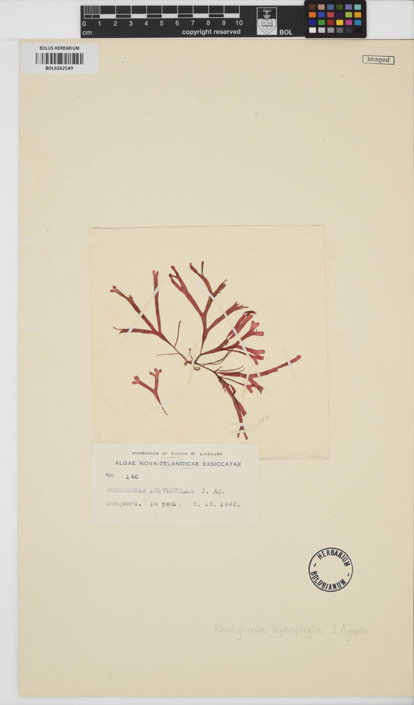 Rhodymenia leptophylla image
