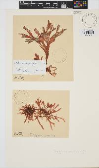 Image of Rhodymenia pacifica