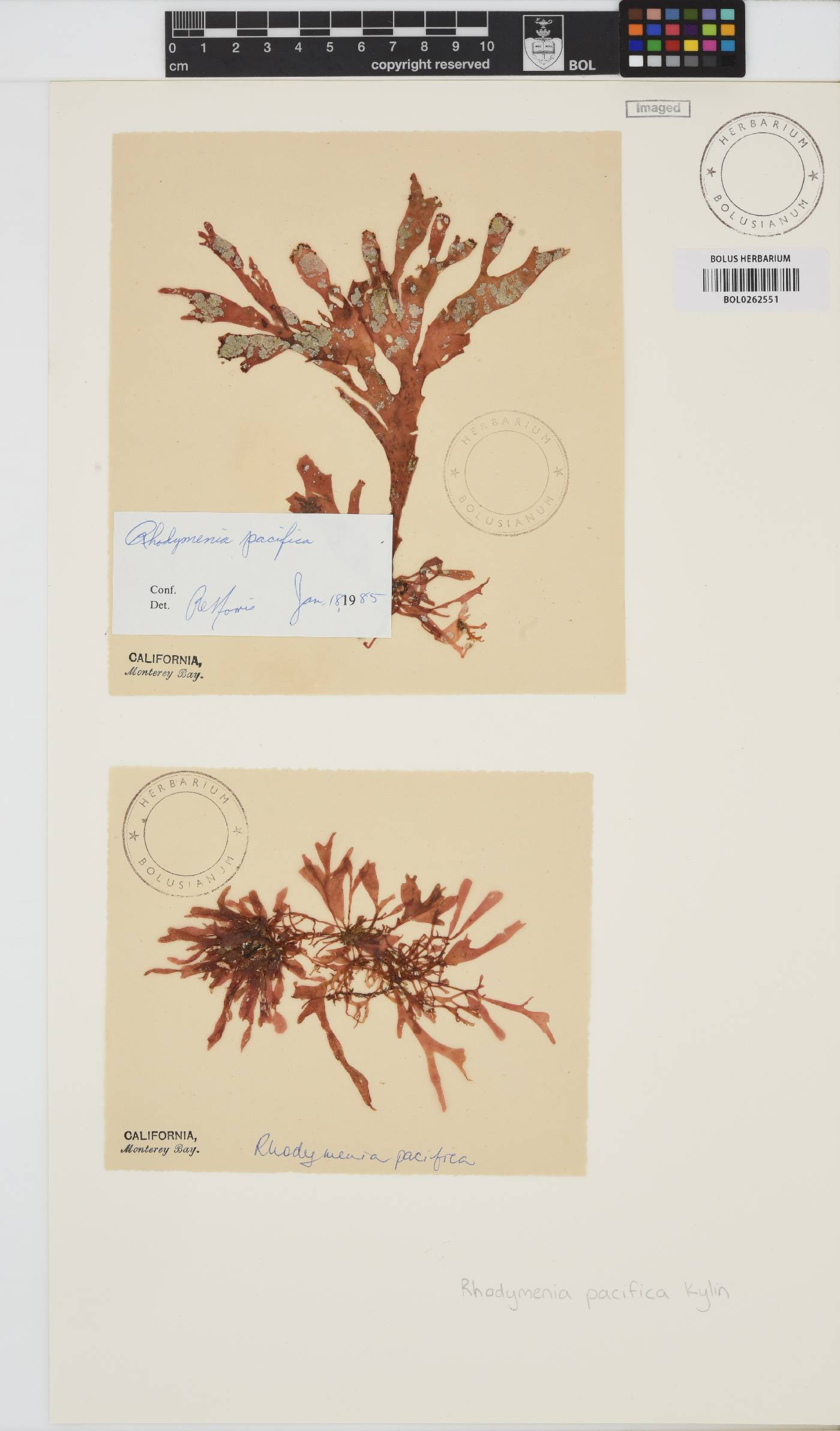 Rhodymenia pacifica image