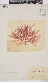 Palmaria palmata image
