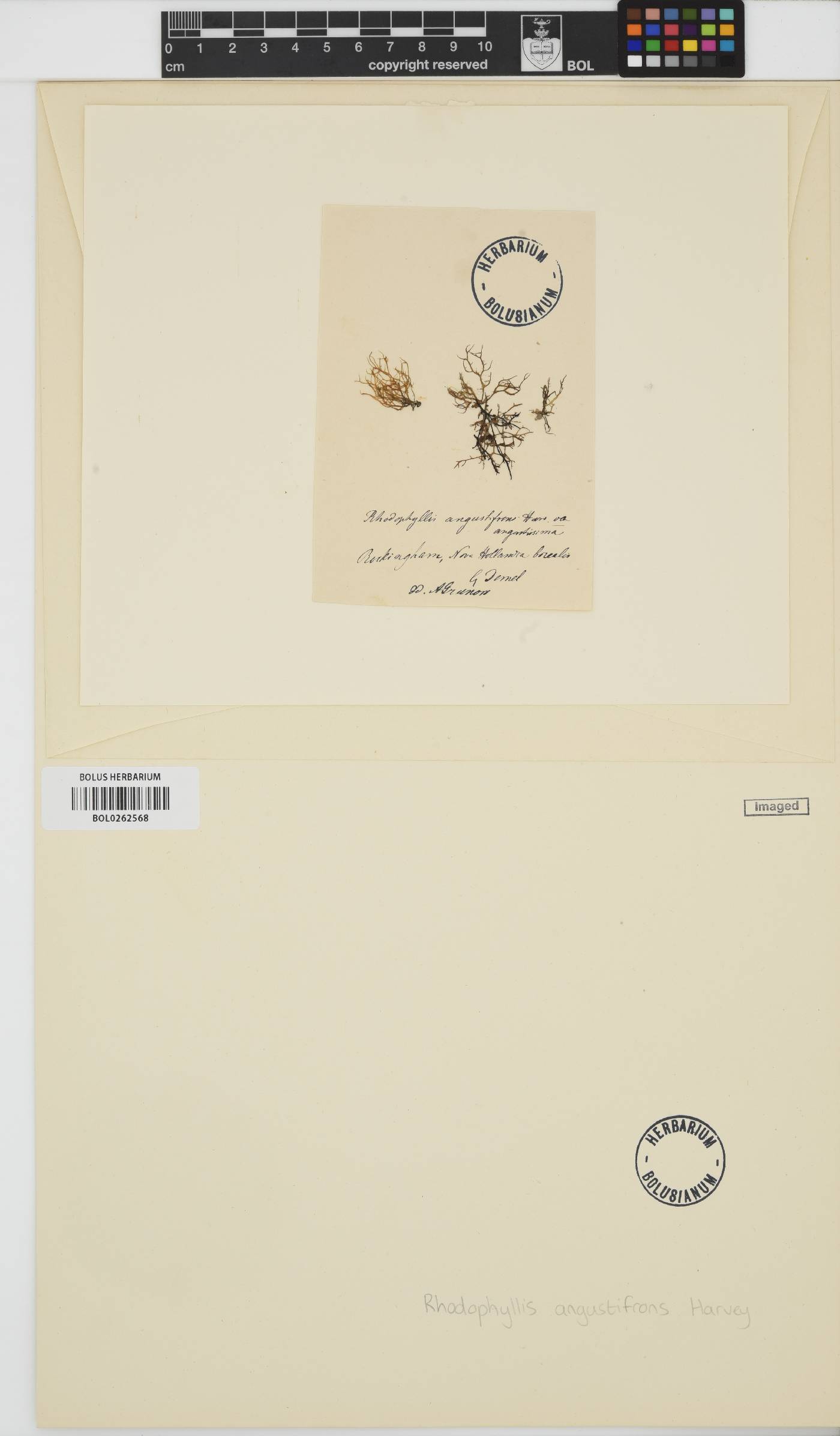 Callophyllis angustifrons image