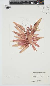 Image of Rhodophyllis centrocarpa