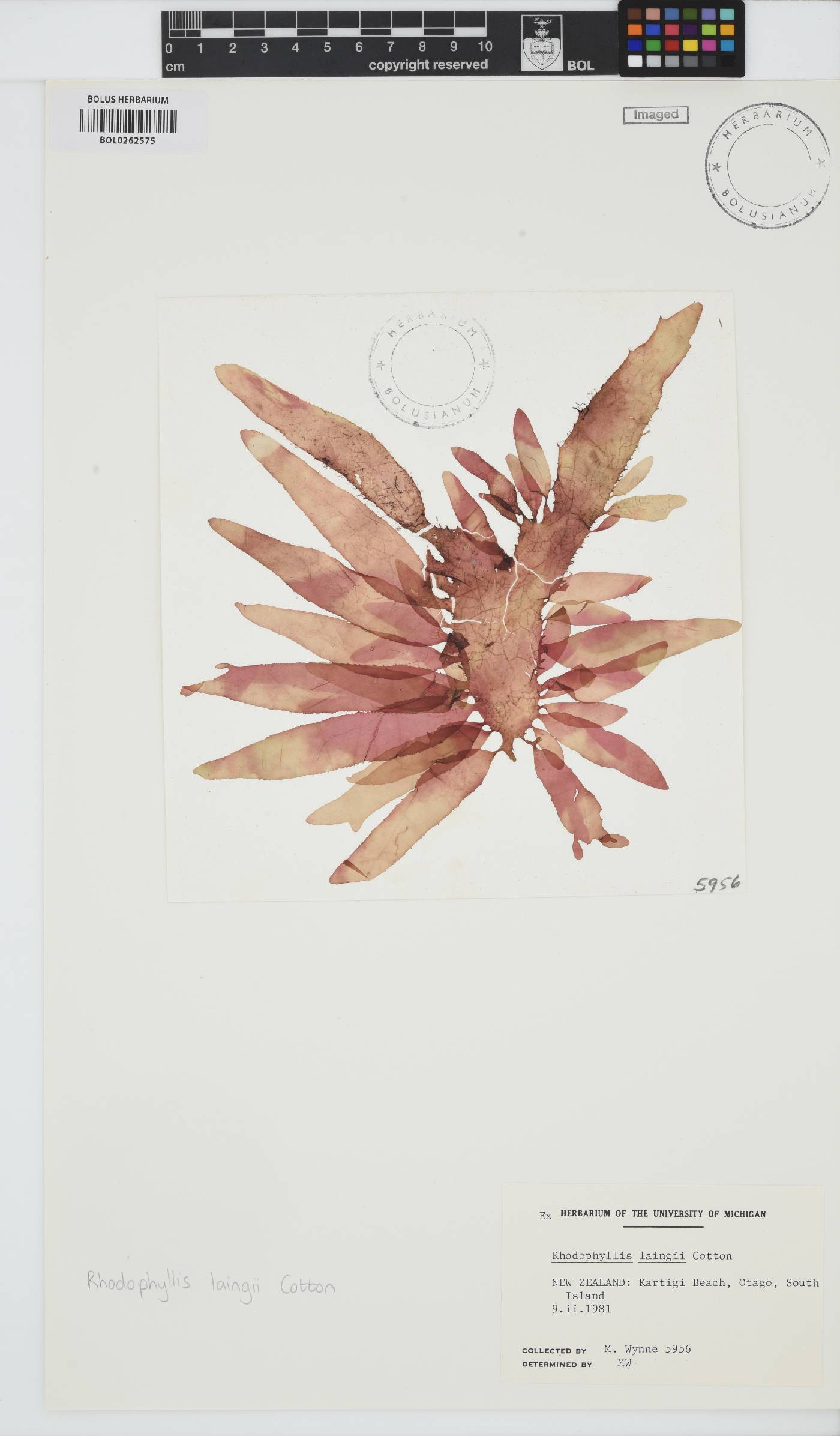 Rhodophyllis centrocarpa image