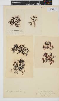 Rhodophyllis reptans image