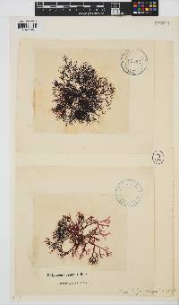Rhodophyllis reptans image