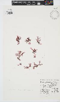 Rhodophyllis reptans image