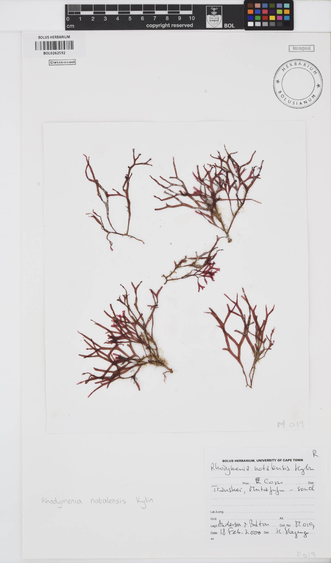 Rhodymenia natalensis image