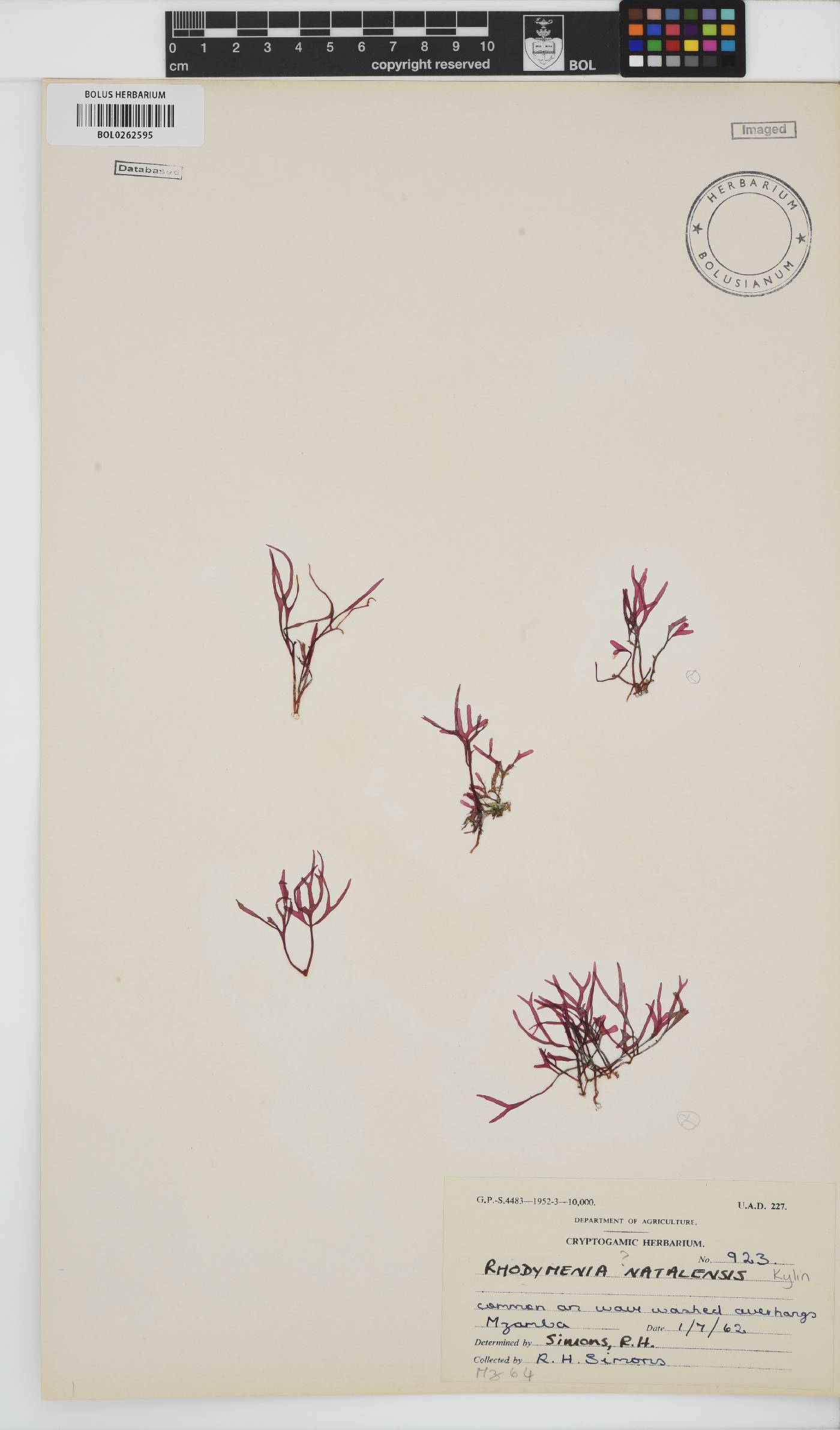 Rhodymenia natalensis image