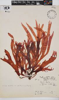 Sarcodia dentata image