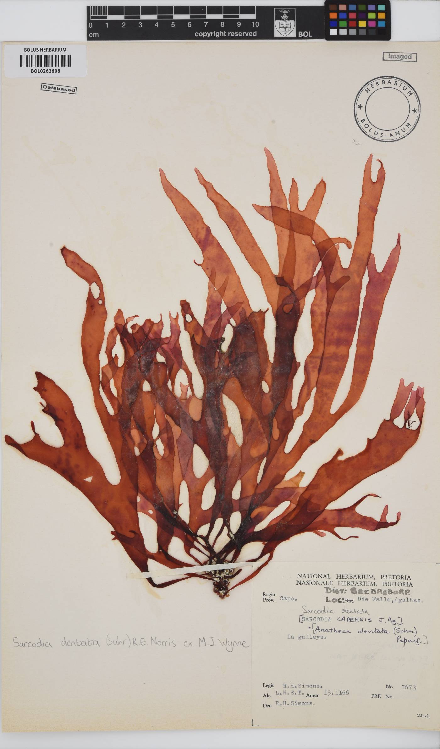 Sarcodia dentata image
