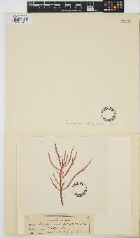Image of Sarcomenia delesserioides