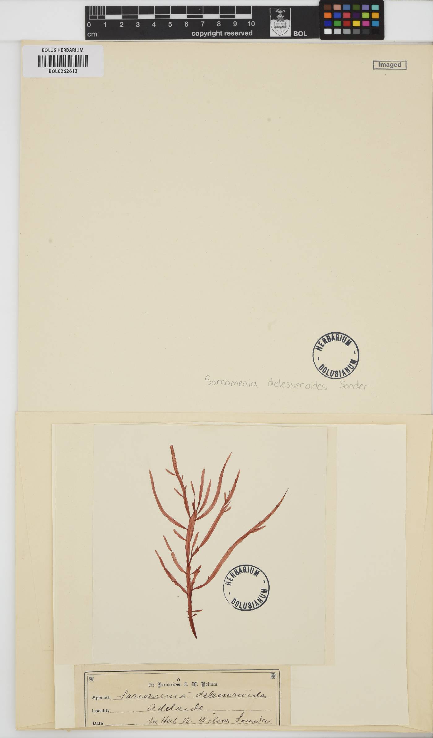 Sarcomenia delesserioides image