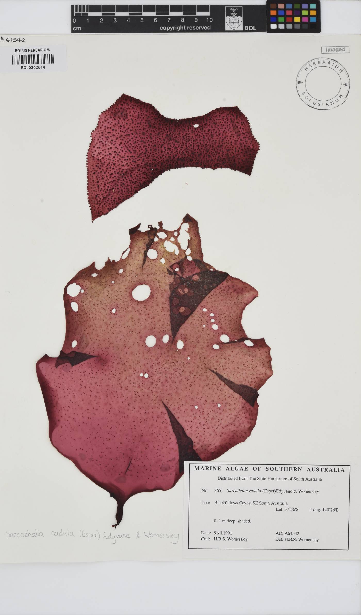 Sarcothalia radula image
