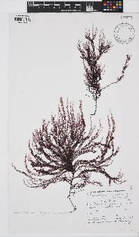Schimmelmannia elegans image