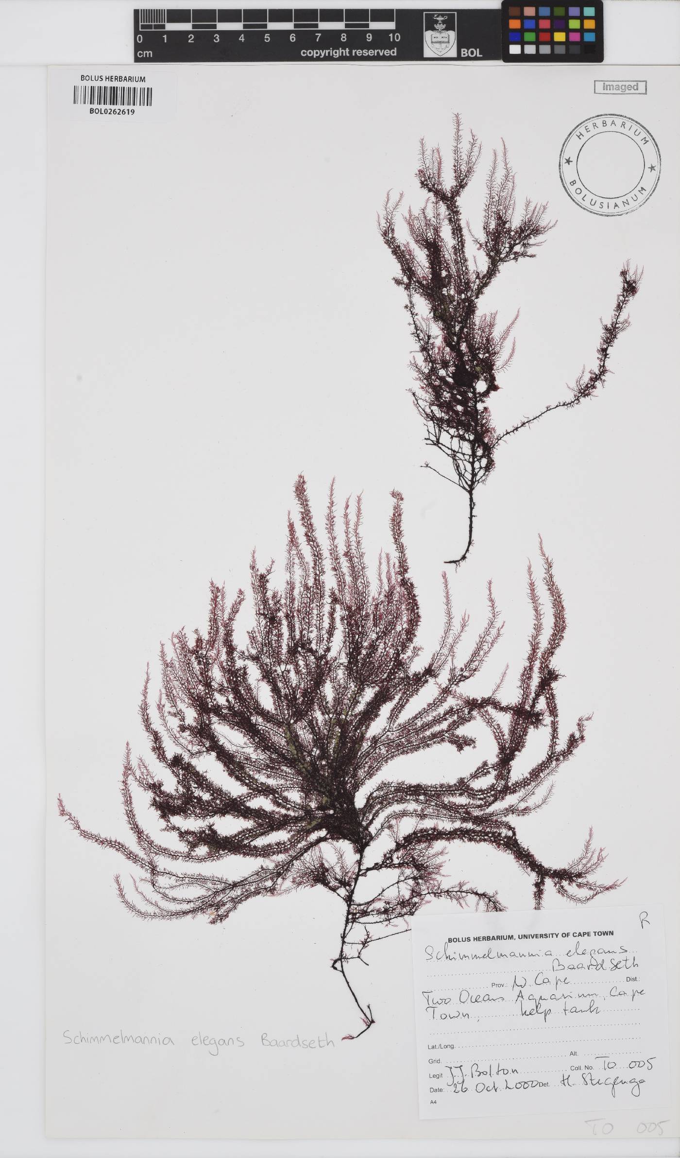Schimmelmannia elegans image