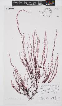 Schimmelmannia elegans image