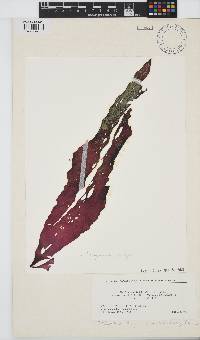 Image of Schizymenia dubyi
