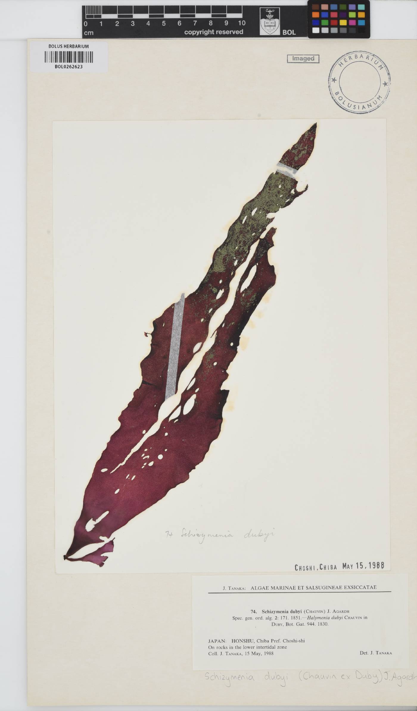 Schizymenia dubyi image