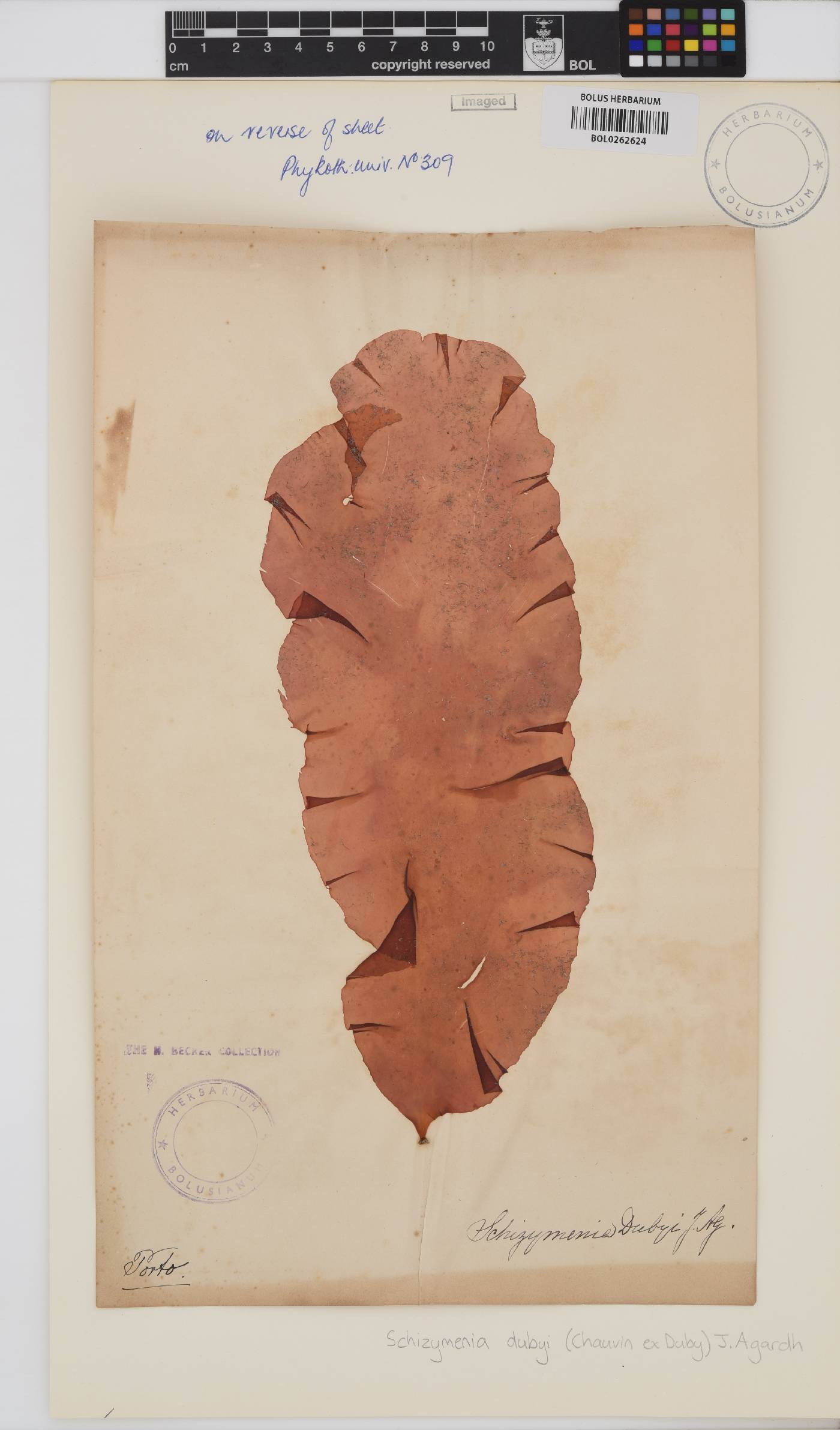 Schizymenia dubyi image