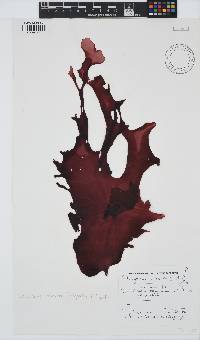 Schizymenia apoda image